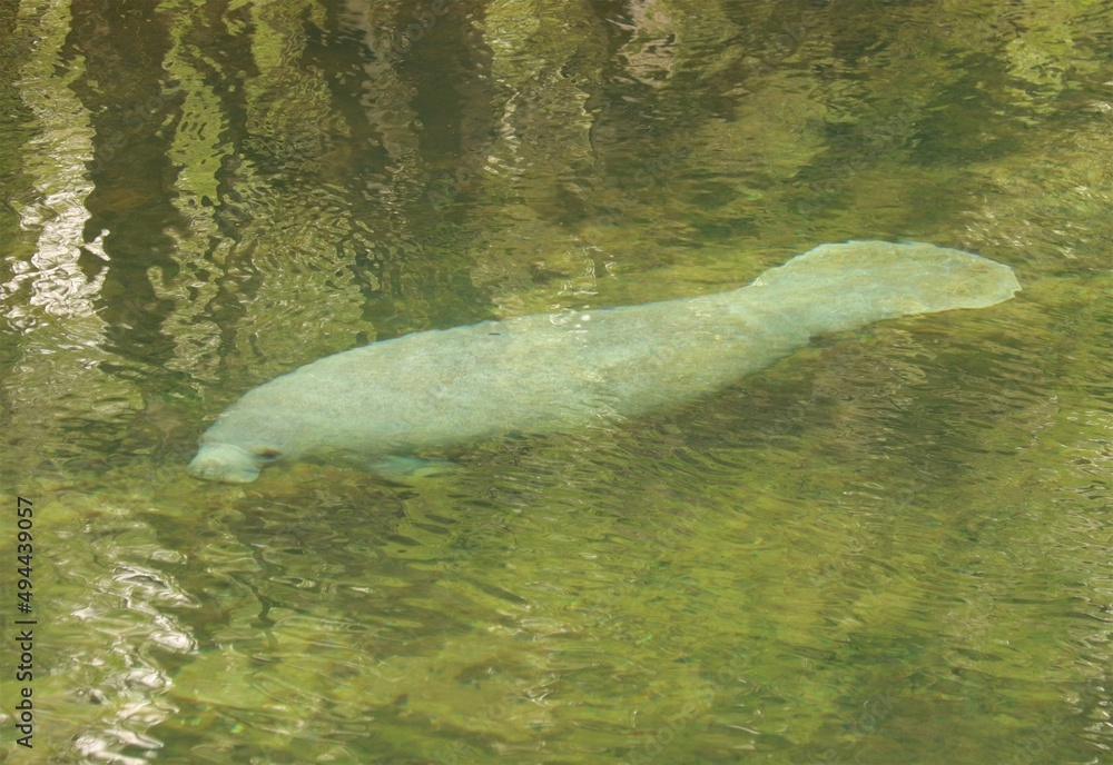 Fototapeta premium Endangered Florida Manatee in clean spring waters