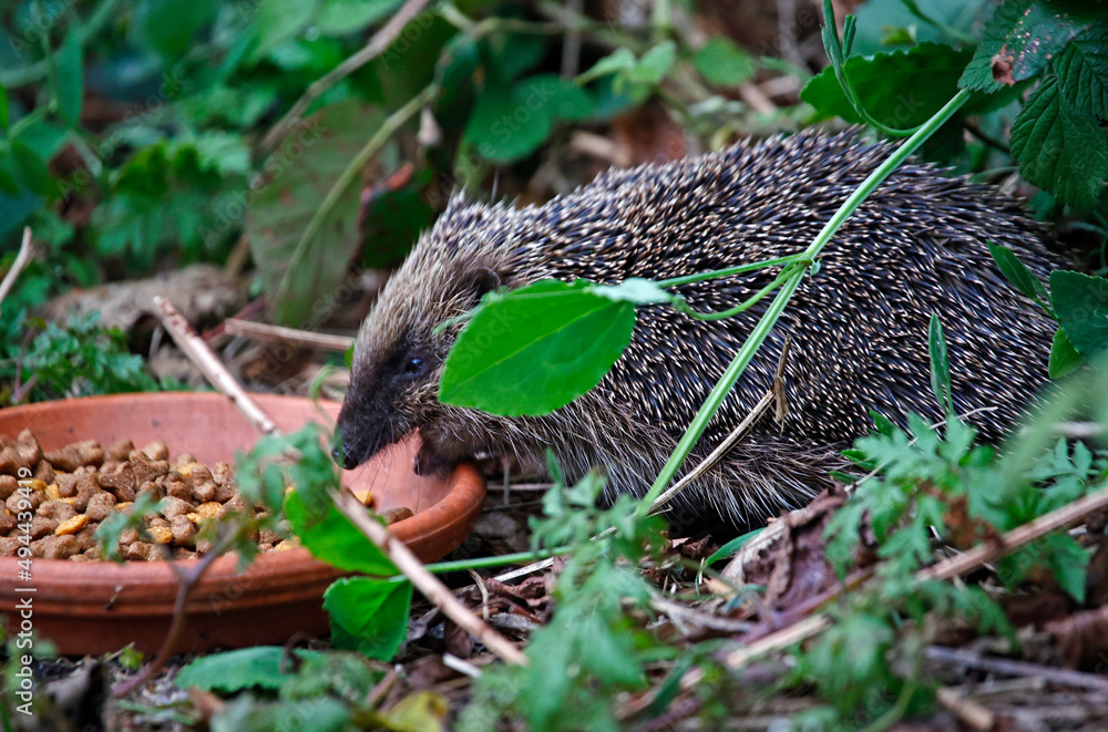 Urban hedgehog feeding in the garden Urban hedgehog feeding in the garden