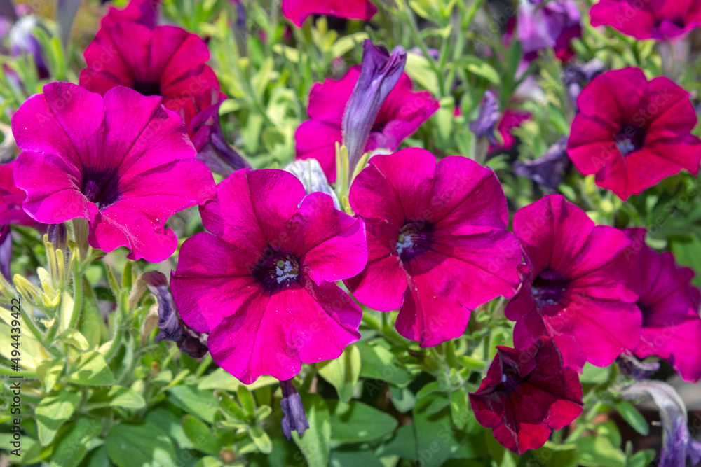 close up of petunia flower (Petunia hybrida) in a pot. selective focus. sunny day close up of petunia flower (Petunia hybrida) in a pot. selective focus. sunny day