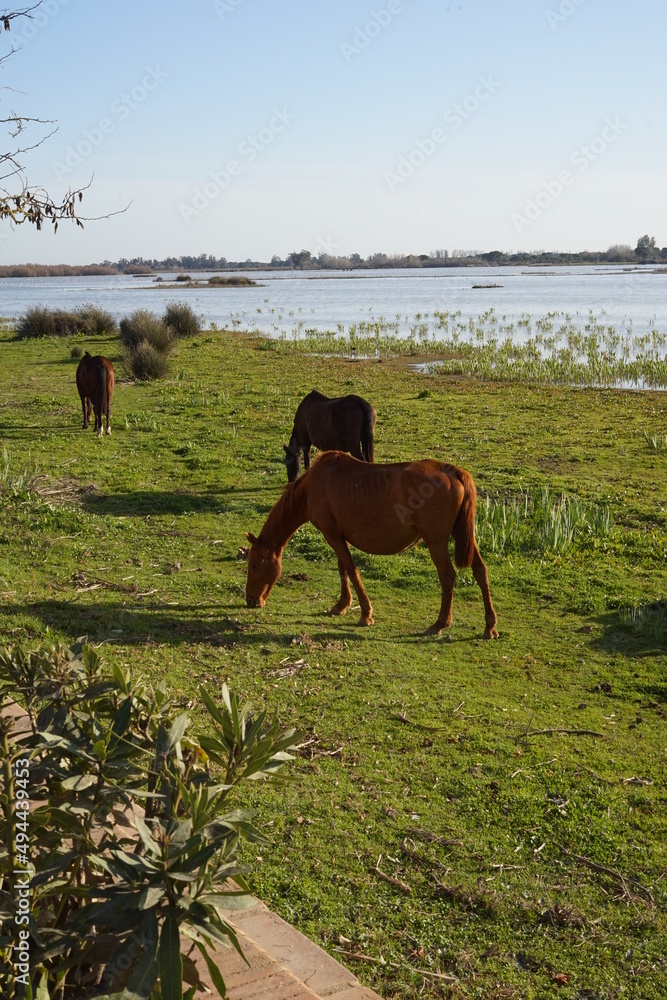 Naklejka premium Doñana