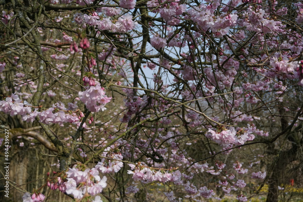 pink cherry blossom