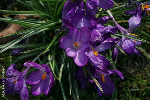 purple crocus flowers