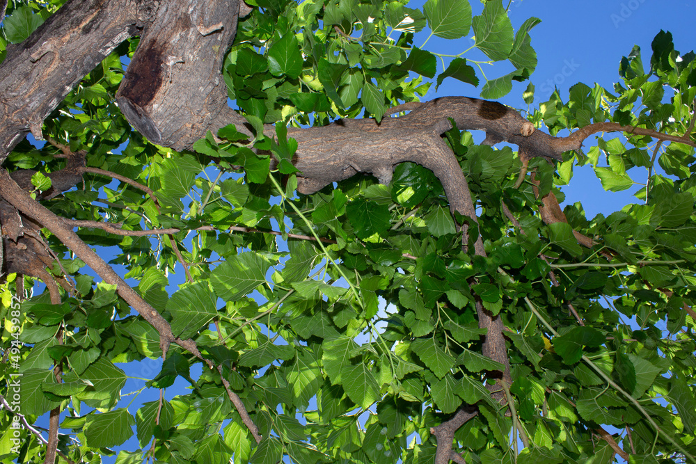 Obraz premium large branch of Morus with leaves, a genus of flowering plants in the family Moraceae, consists of diverse species of deciduous trees commonly known as mulberries. sunny day with blue sky