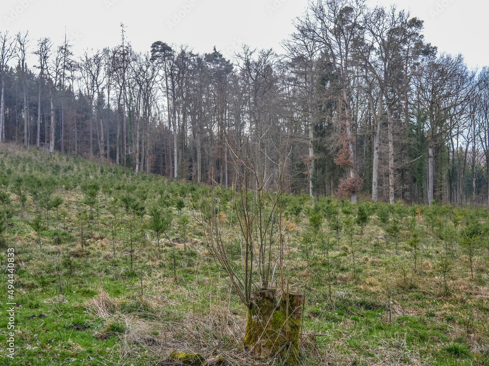 Wiederaufforstung im Mischwald durch anpflanzen von Jungbäumen Wiederaufforstung im Mischwald durch anpflanzen von Jungbäumen