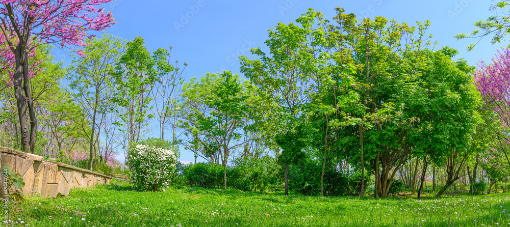 backyard and garden with grass on lawn and bloom trees in spring
