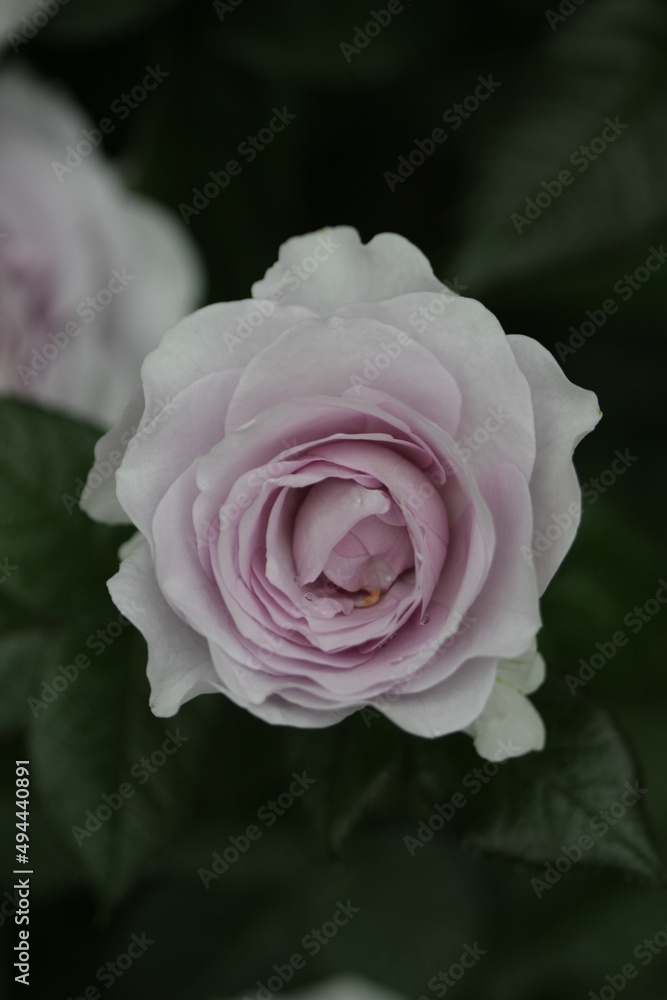 ブルーバユー