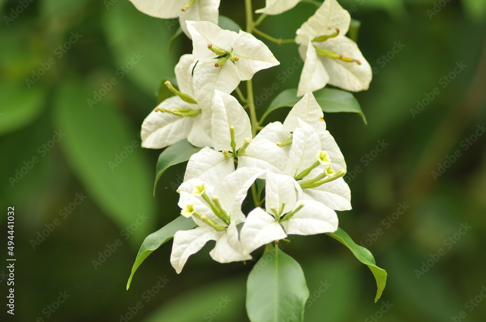Fototapeta premium White Bougainvillea flower Close-up blurred Green background