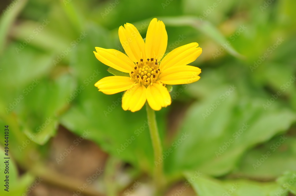 Yellow flower macro blurred green leaves background Wedelia flower Yellow flower macro blurred green leaves background Wedelia flower