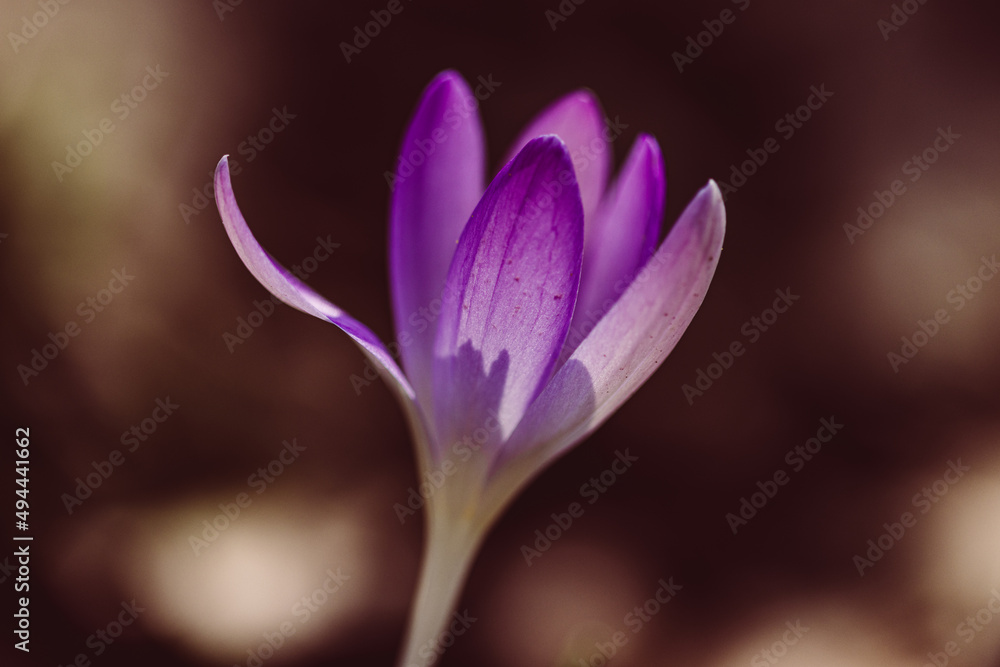 Fototapeta premium Krokus im Wald, Querformat