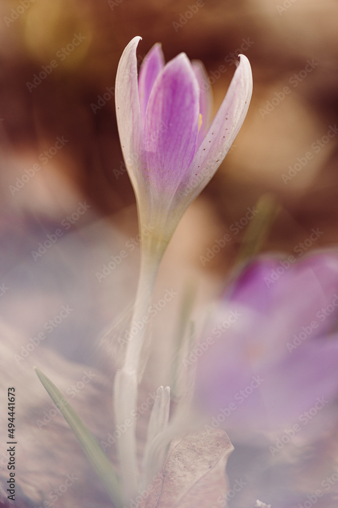 Fototapeta premium Krokus im Wald, Hochformat