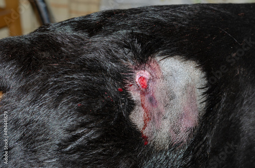 Close-up of the back of a large black dog with a bleeding wound.
