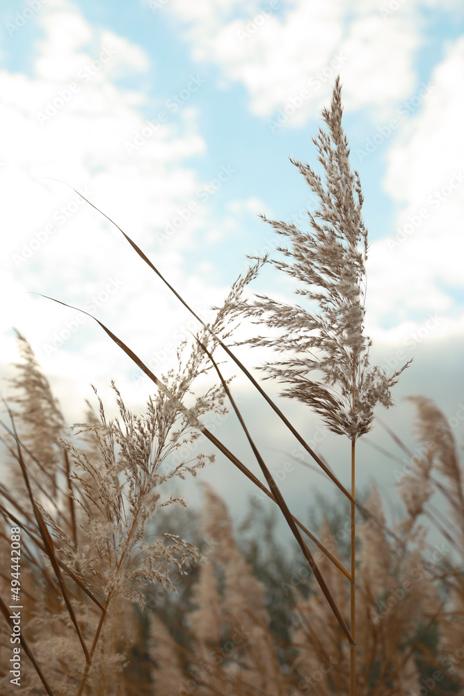 Obraz premium Beautiful dry reed under cloudy sky outdoors