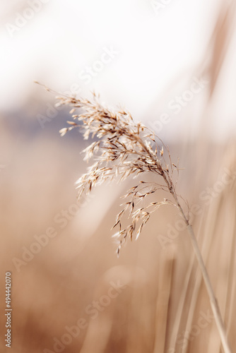 Trockenes Schilf