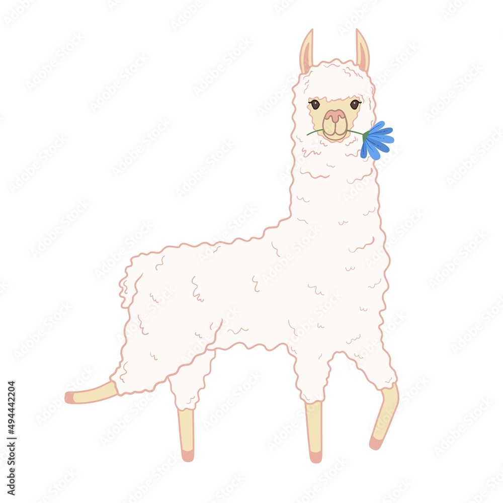 Fototapeta premium A cute lama holds a flower in his teeth. Vector illustration isolated on white background