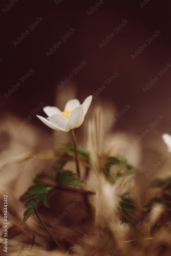 Obraz premium Buschwindröschen im Wald