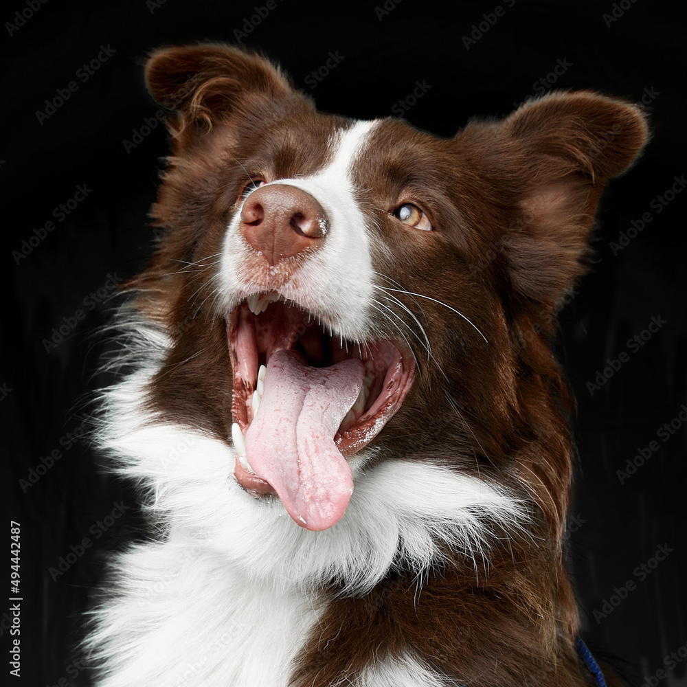 Closeup portrait of a brown Border Collie, looking at camera, isolated black background.
