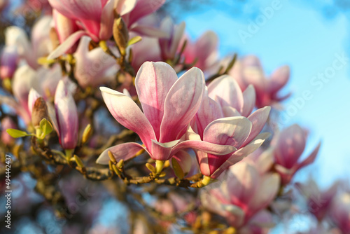 magnolia tree blossom in springtime. tender pink flowers bathing in sunlight. warm april weather