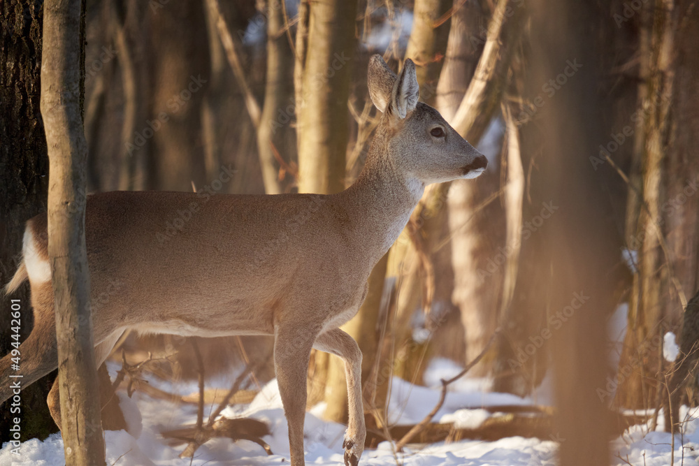 Fototapeta premium Female roe deer in the forest