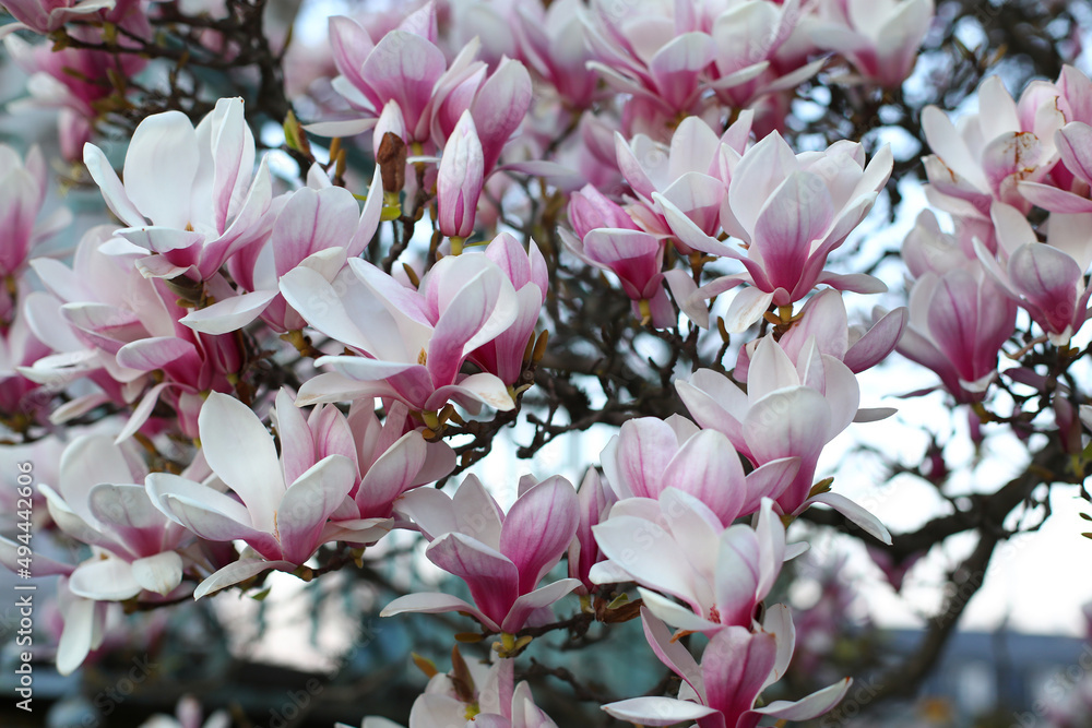 magnolia tree blossom in springtime. tender pink flowers bathing in sunlight. warm april weather