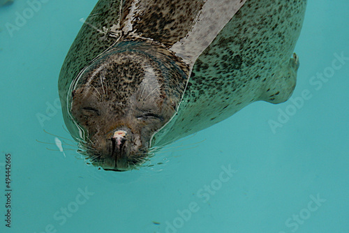 A cute seal sleeping very comfortably