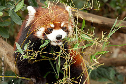 Red panda crazy about eating