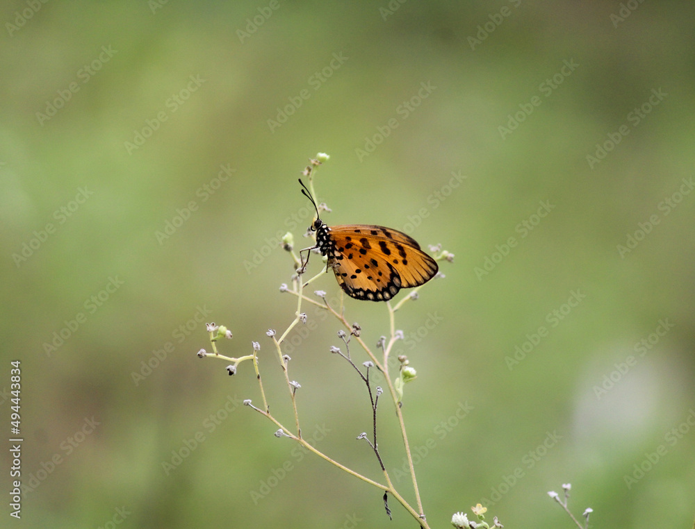 Obraz premium A yellow butterfly perched on some intricate thorns