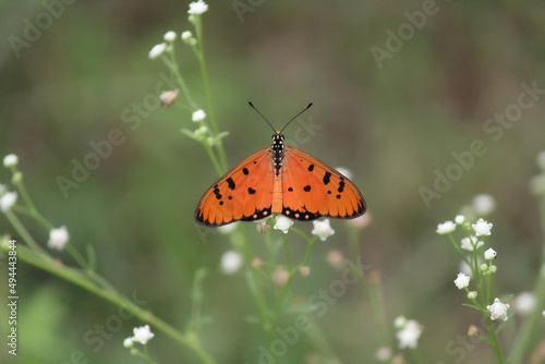 An orange butterfly perched on some delicate white flowers