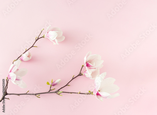 Branch of pink magnolia flowers on pink background. Flat lay.