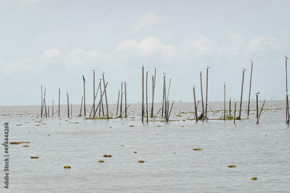Wooden poles in the sea for fish traps