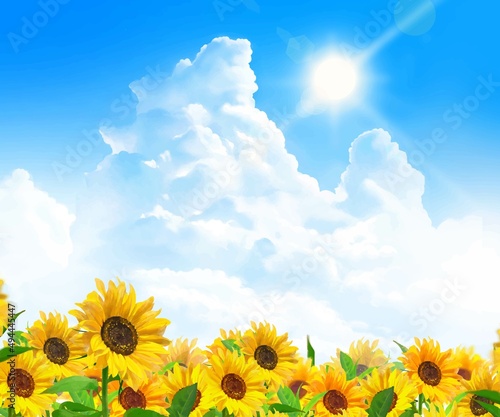 入道雲のある青空に太陽の下美しいひまわりが咲くひまわり畑の初夏フレーム背景素材
