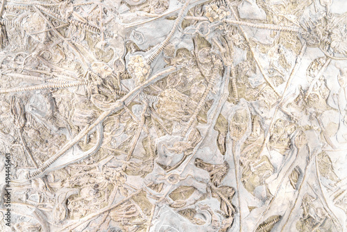 Slab with fossils of a faunal community