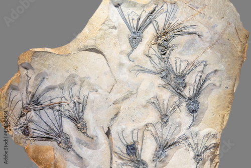 Slab with fossils of echinoderms photo