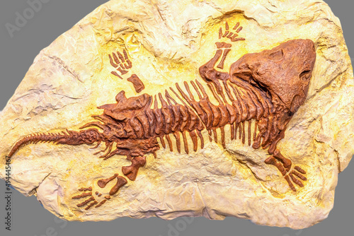 Seymouria fossil photo