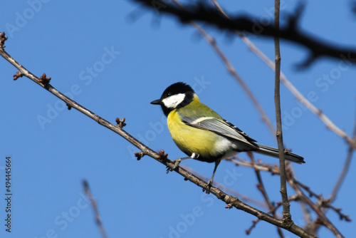 Great tit sits on a branch in profile in sunny weather in early spring horizontal photo