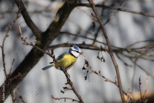 Blue tit sits in profile on a plum branch without foliage in early spring in sunny weather