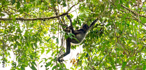 Yucatan spider monkey (Ateles geoffroyi yucatanensis) - Spinnenaffe photo