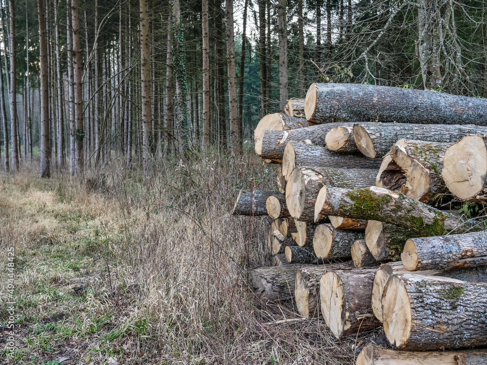 Abfuhrbereite Baumstämme lagern am Wegesrand Abfuhrbereite Baumstämme lagern am Wegesrand
