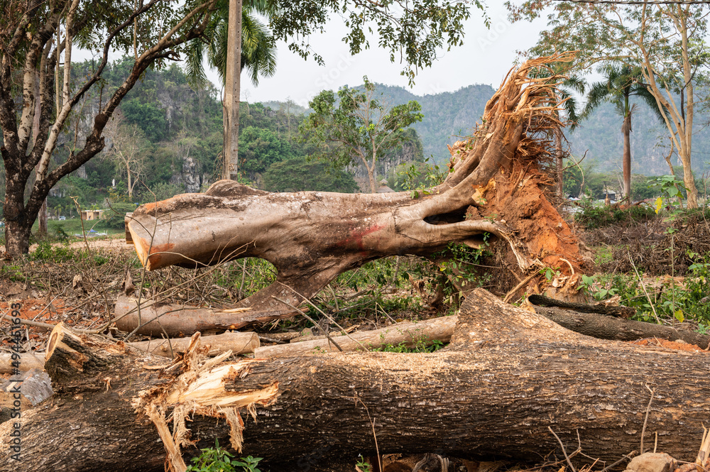 Huge fallen tree with debris aftermath of a hurricane or tornado attack. The strong winds of a hurricane can push water up and onto land caused major flooding and damage to homes, cars etc. Huge fallen tree with debris aftermath of a hurricane or tornado attack. The strong winds of a hurricane can push water up and onto land caused major flooding and damage to homes, cars etc.