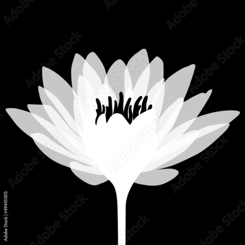 Transparente, weisse Lotusblume auf schwarzem Hintergrund