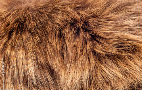 Animal fur close up. Background of gray sable and red fox or chinchilla wool, pile fur texture.
