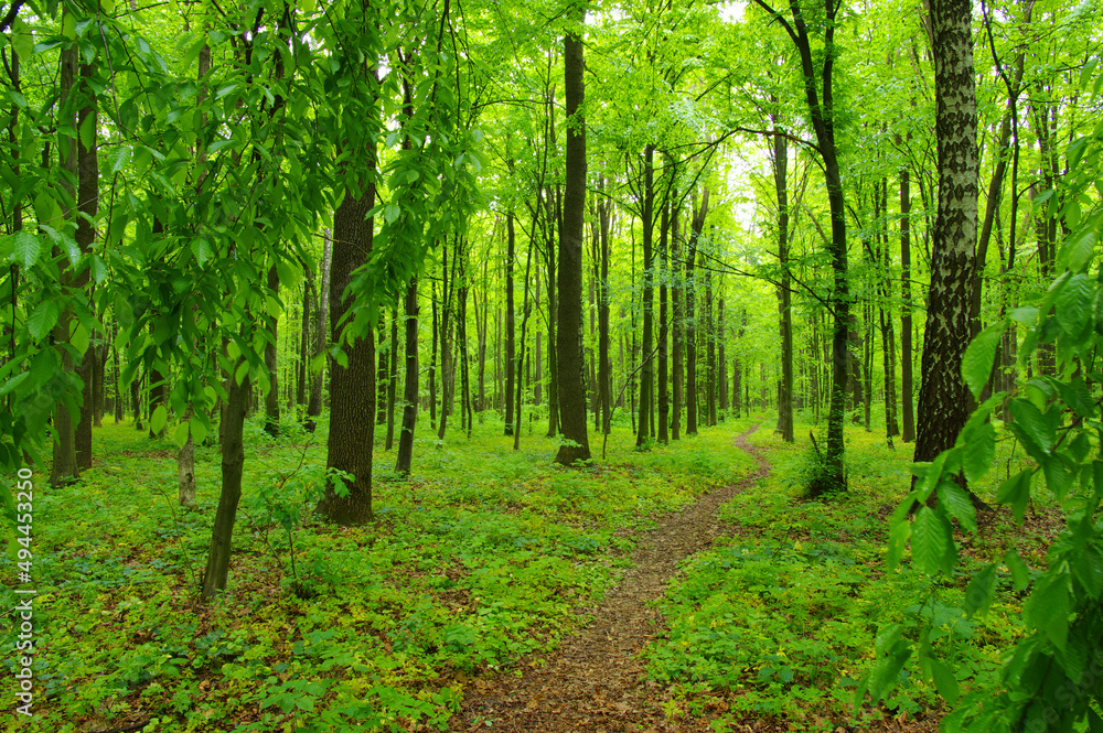 Obraz premium Forest trees in spring