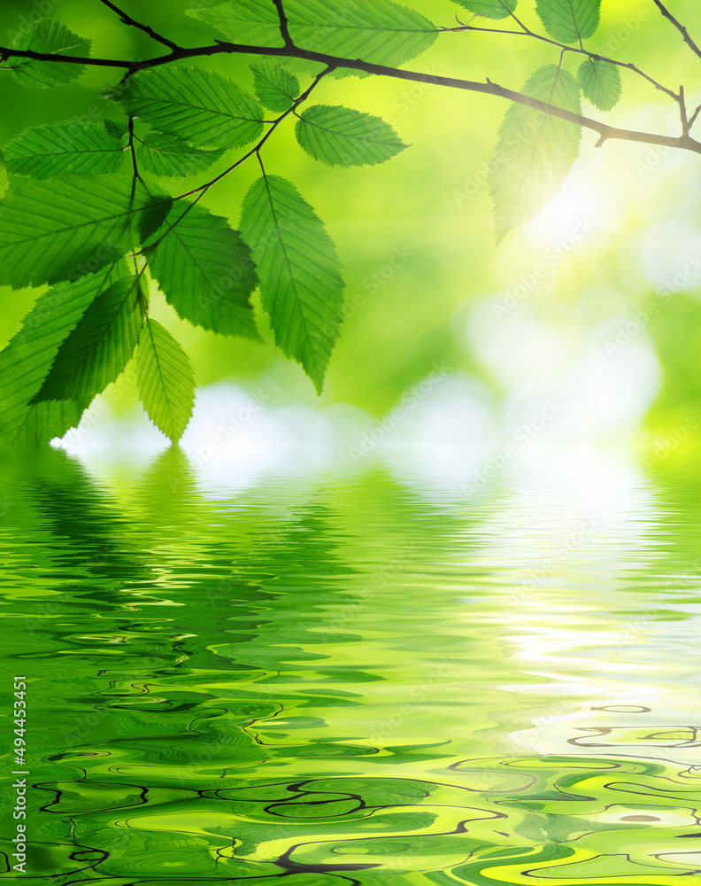 Green leaves on sun and blur tree foliage Green leaves on sun and blur tree foliage