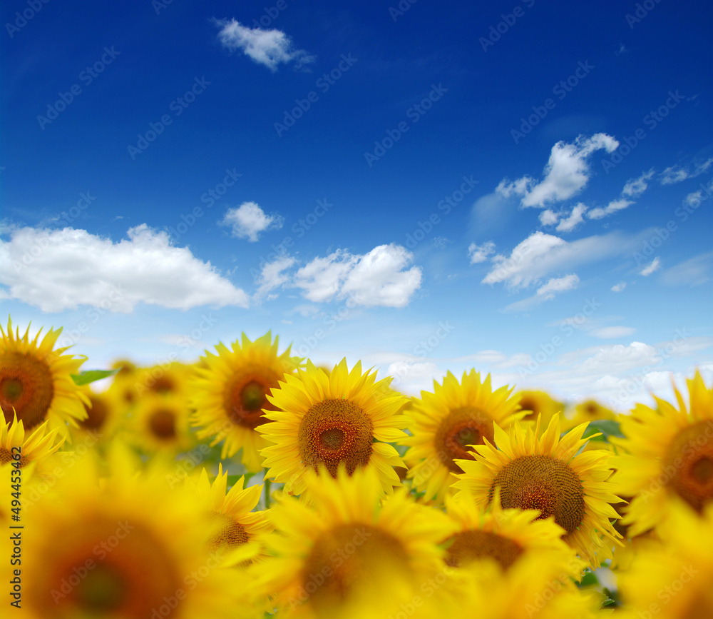 Fototapeta premium field of blooming sunflowers