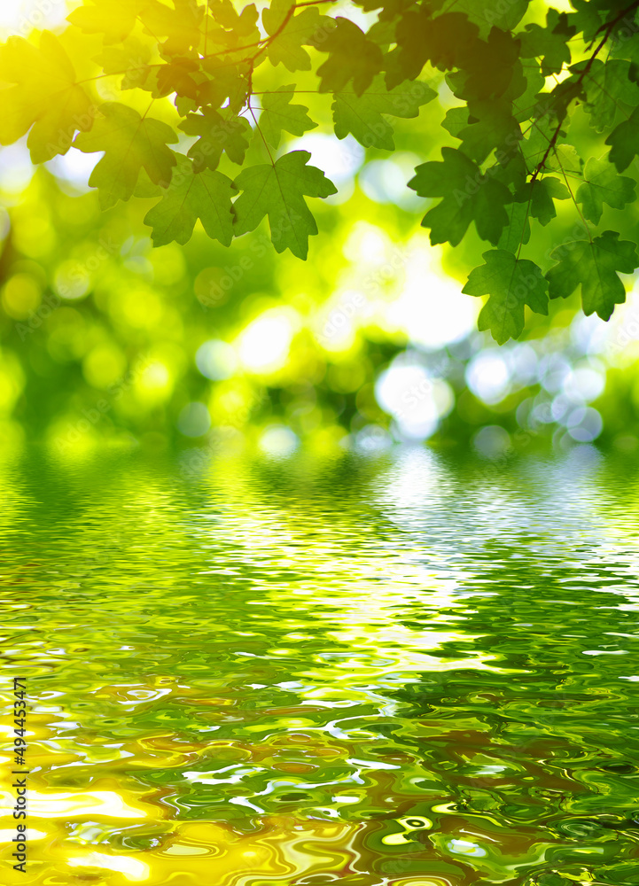 Green leaves on sun and blur tree foliage Green leaves on sun and blur tree foliage