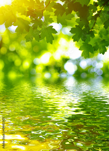 Green leaves on sun and blur tree foliage
