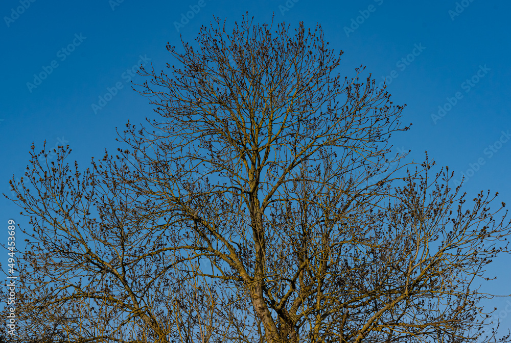 Fototapeta premium Branche en plein ciel