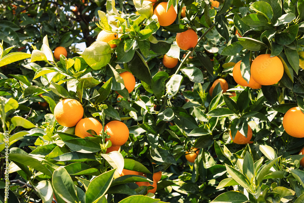 Orange tree with fruits.Many ripe oranges on the branch