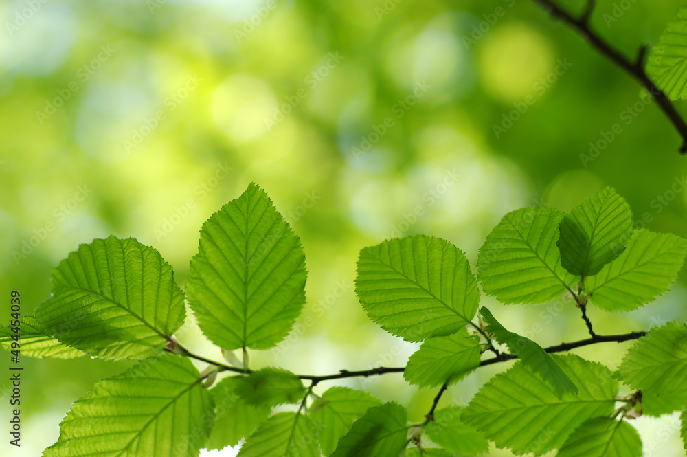 Green leaves plants nature spring background at Green leaves plants nature spring background at