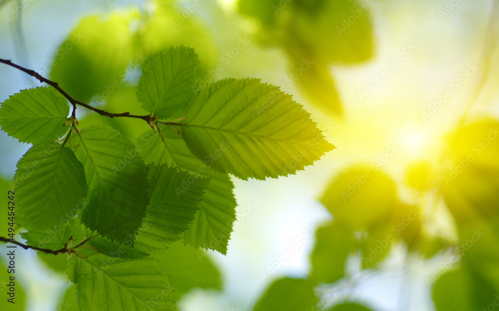 Green leaves plants on sun in nature Green leaves plants on sun in nature