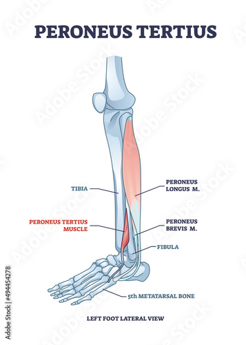 Peroneus tertius leg muscle with longus and brevis location outline diagram. Labeled educational anatomical scheme with human foot skeletal and muscular system from lateral view vector illustration.